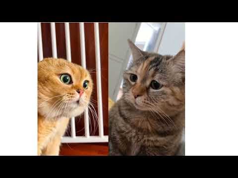 Katzen würden JL13 wählen